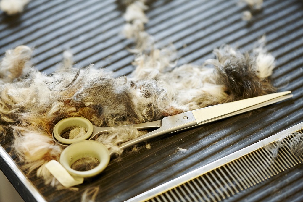 Newgate Kennels, Cattery, Spa & Grooming Wilmslow, Cheshire