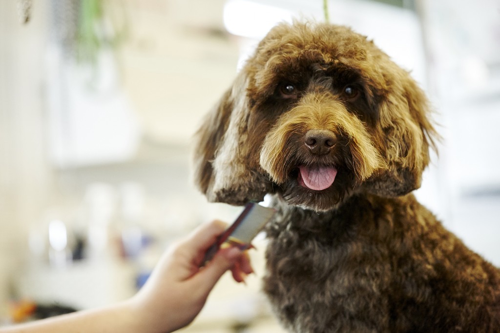 Newgate Kennels, Cattery, Spa & Grooming Wilmslow, Cheshire