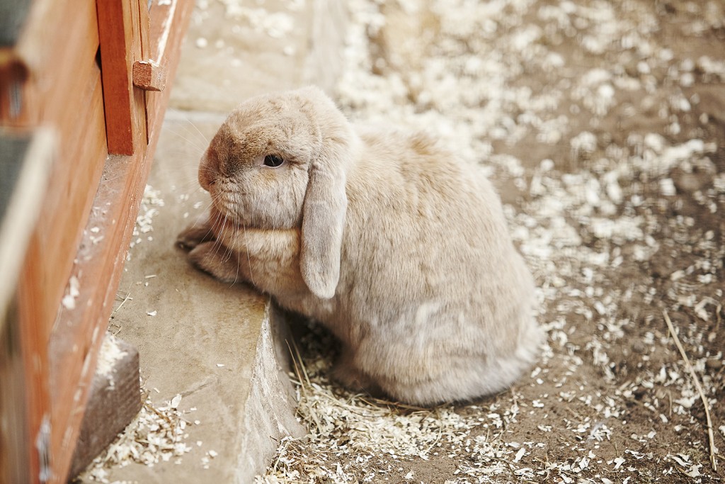 Newgate Kennels, Cattery, Spa & Grooming Wilmslow, Cheshire