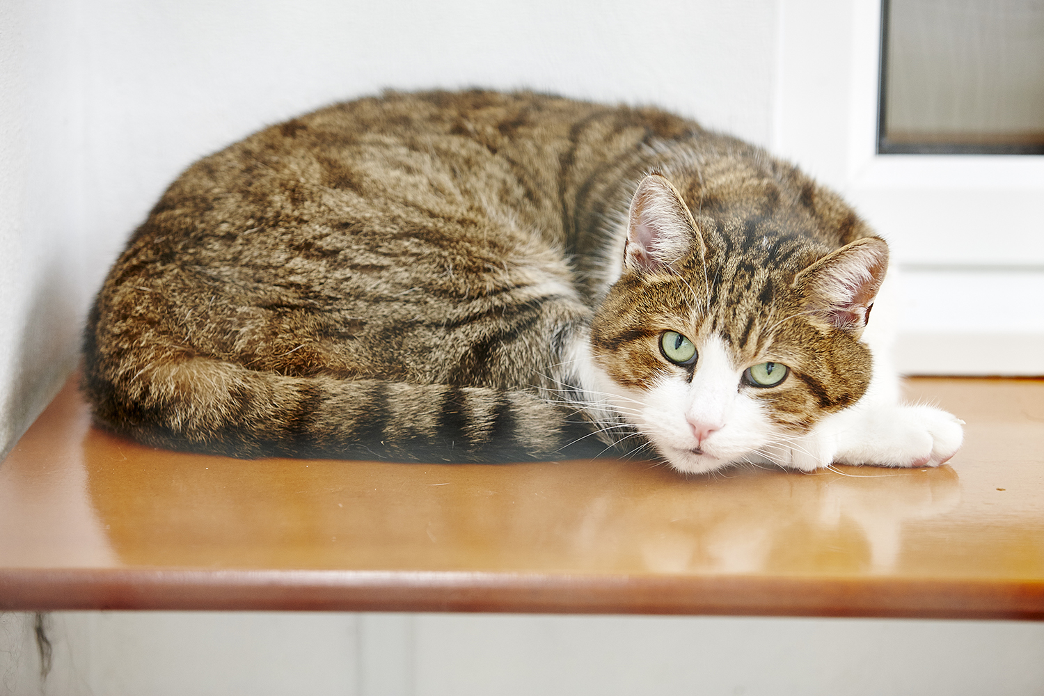 tired cat