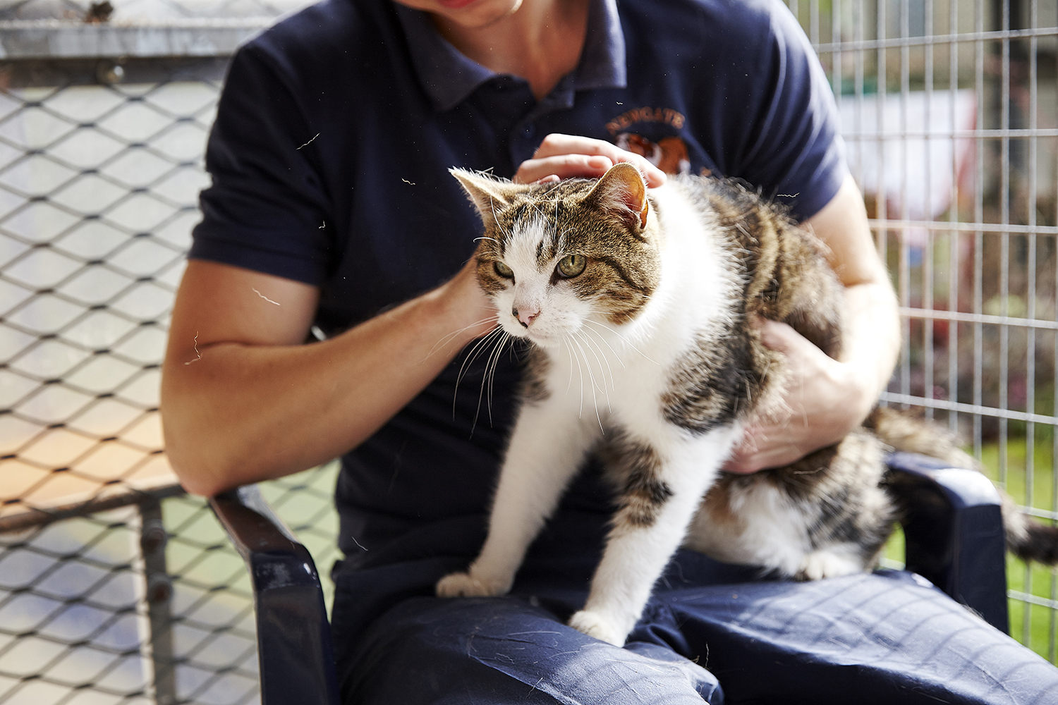 cat cuddles