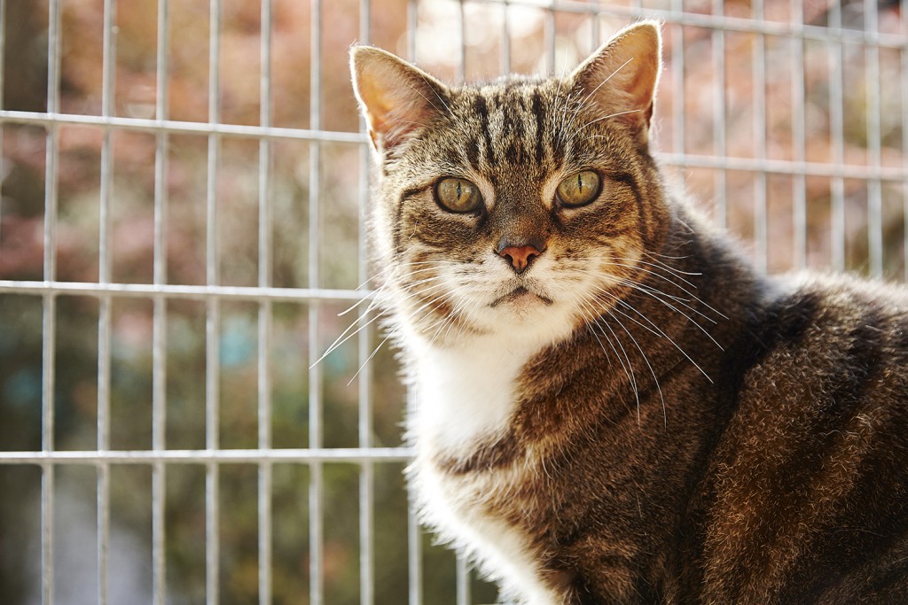 Newgate Kennels, Cattery, Spa & Grooming Wilmslow, Cheshire