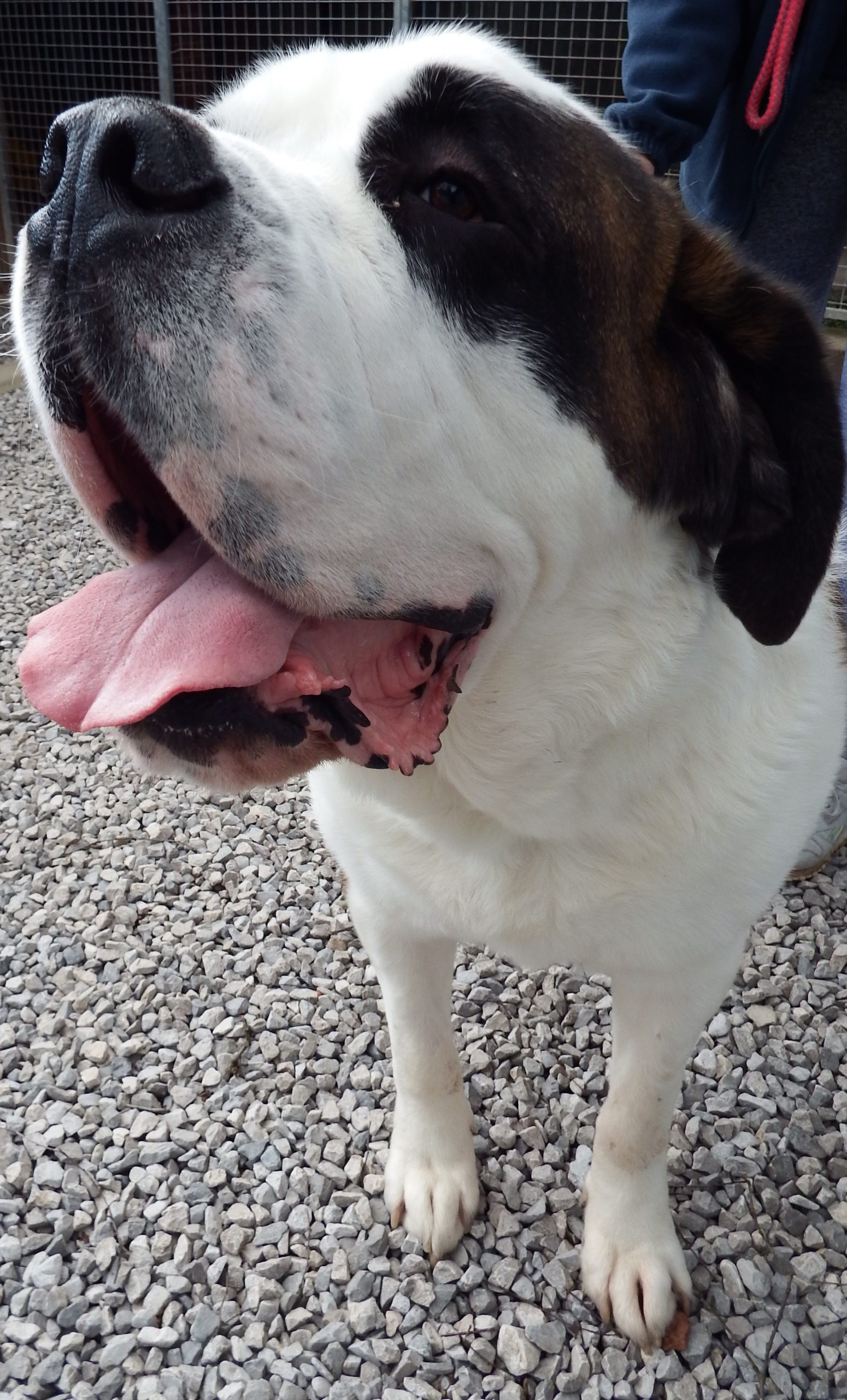 Hello from Newgate Kennels